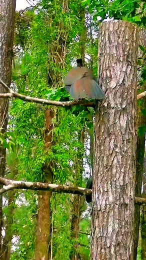 7.6K views · 404 reactions | Wonderful birds ❤️ beautiful birds sound Full HD 4K #bird #birds #nature #wildlife #birdphotography #naturephotography #photography #birdwatching #wildlifephotography #animals #birding #birdlovers #ig #reels #facebookreels #fyp #fypシ #fypシ゚ #fypシ゚ #viral #FacebookReelsContest #facebookreelschallenge #birds #birdsofinstagram #birdstagram #birds_capturesout_birds #birds_adored #bestbirdshots #love | Ella | Facebook