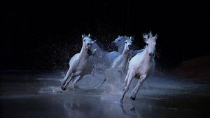 48K views · 175 reactions | A wildly imaginative spectacle combining equestrian arts, aerialists, live musicians & a splashing finale beyond anything experienced before. | Cavalia | Facebook