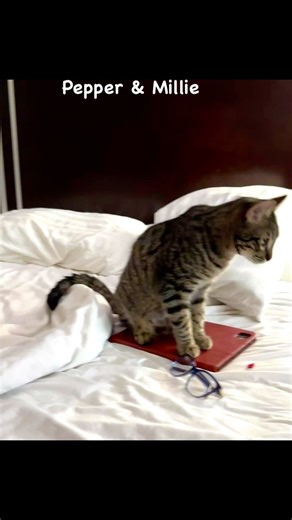 Southern Counties Rescue on Instagram: "Sweet, affectionate, and full of charm, Pepper and Millie are tabby/Bengal mix kittens with the cutest little ear tufts. Their personalities are just as adorable as their looks. Pepper is a total purr machine who runs over for belly rubs the moment you enter the room and loves curling up on the bed to cuddle. His sister Millie is just as sweet and is never far behind when it’s time to snuggle. Together, they are gentle, loving, and an absolute joy. Pepper