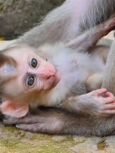 Meet the Genius Monkey Solving Mind-Bending Puzzles