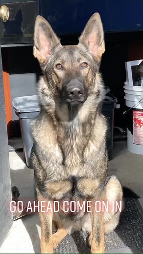 If you want in you’ll need German Shepherd security clearance❗️ #sadiethesableshepherd