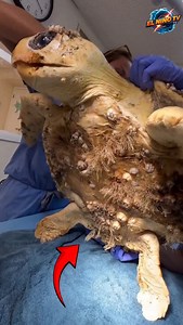 Removing Barnacles from a Sea Turtle's Shell 🐢 Follow Our Social Media: IG: @el_nin0_tv TT: el_nino_tv FB: El Nino TV YT: EL NINO TV #turtle #turtles #sea #seaturtle #barnacle #barnacles #savetheturtles #savetheoceans #rescue #sealife #ocean #oceanlife #marine #animals #animalsfacts #viral #viralvideo #viralreels #fblifestyle #trending #trendingreels #reels #reelsviral #fyp #fypreels #fypジ #fypシ゚viralシfypシ゚ #ｆｙｐシ #fypシ❤️💞❤️ | El Nino TV
