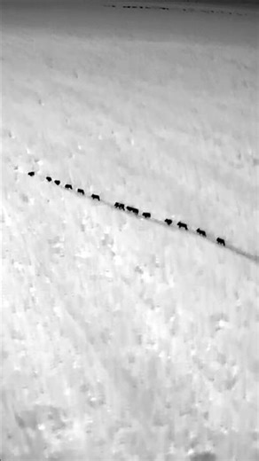 Drone termal faz a diferença no controle ao javali 🐗💥 #pig #javali #dji #drone