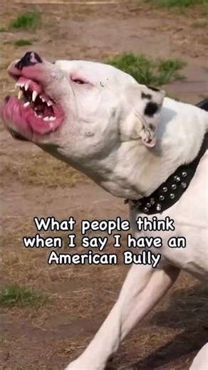 My bug scary dog 🤣🤣☺️ #americanbully #bullybreeds #dogfriendly #pethumor #funnydog #funnypets