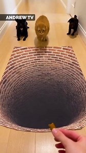 Magic carpet 😂 | Andrew Lincoln TV