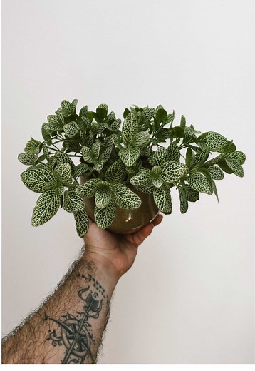 Cuidado de la Fittonia: ¡La planta más dramática!