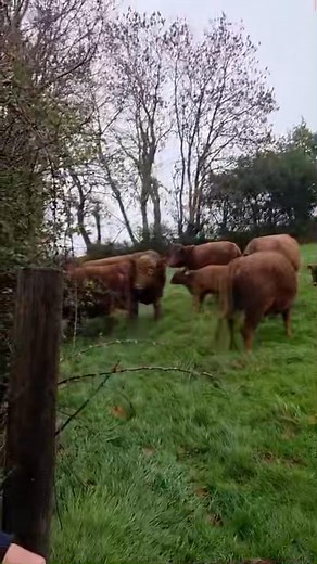 Castlemoor Taurus arriving at a new venue to meet his new ladies! 😎 | Castlemoor Dexters