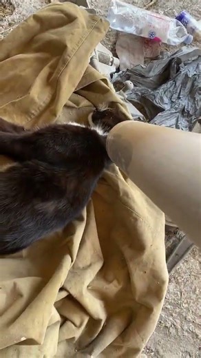 Funny ANIMALS videos 😊 Funniest CATS😺 and DOGS🐶 2025