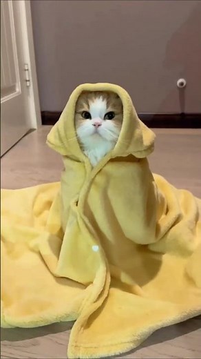 Why Do Cats Lick Blankets #catlicking #cat #catcare
