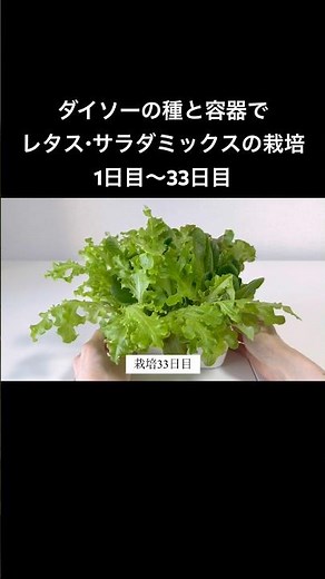 ダイソーの種と容器でレタス・サラダミックスの栽培 1日目〜33日目