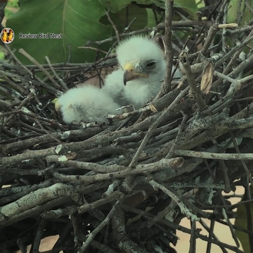 59K views · 667 reactions | Rufous-winged buzzard birds Waiting for mother to adopt | Review Bird Nest | Facebook