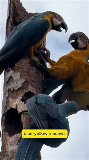 Blue-Yellow Macaws - Nature’s Colorful Parrots! #original #birds #birdsound #animals #wildlife