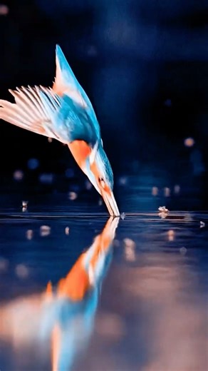 “Starcode — A Signal from the Universe”