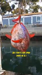 Giant Opah Fish Catch Weigh In LIVE from Dana Point Harbor with RJ Boyle, Pete Groesbeck, Mark Hines and more! - Part 4 Are you tired of sucking at fishing and want to learn and get more comfortable on the water? I Captain Dave created a mobile app “Your Saltwater Guide” with 400 videos showing and teaching you the ways of Saltwater Fishing. Your Saltwater Guide App Available Now on the Apple App Store & Google Play Store! #opah #opahfish #danapointharbor #rjboyle #ocean #fishinglife #fishingdai