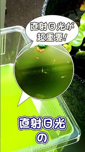 4 tips for making green water (live food) that increases the survival rate of baby killifish easi...