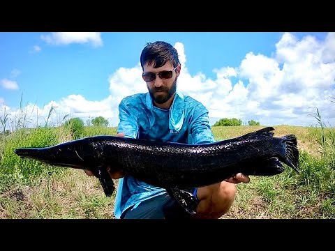 The RAREST FISH EVER CAUGHT ON VIDEO?!