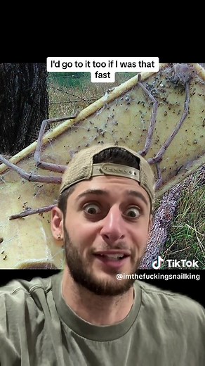 The Fascinating World of Huntsman Spiders in Australia