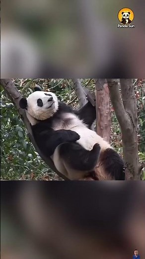 The pandas’ funniest moments판다들의 웃긴 순간들 #둥이 #cute #nature #funny #animals #panda