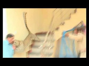 Leopard attacks residents of a house in India, in sheer panic, as it gets trapped inside