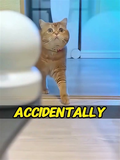This Caring Cat Gave His Favorite Toy to Comfort a Crying Little Boy !#Shorts #CuteCat #Wholesome