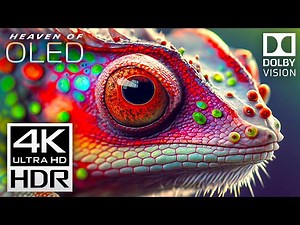 Heaven of All 4K Videos - Dolby Vision 4K HDR 60fps