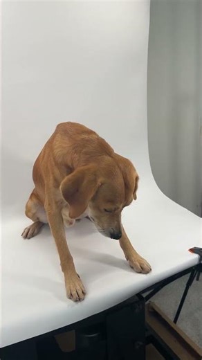 Meet Jack a Beagle currently available for adoption! 11/25/2025 1:17:27 PM