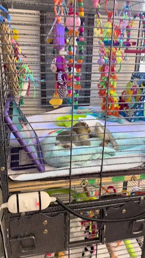 Baby Monkey Inside Cage with Tablet | Indoor Monkey Enclosure