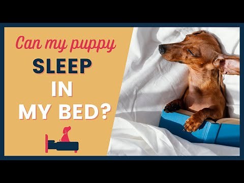 Dog Sleeping in Bed - Tips for New Puppy Owners