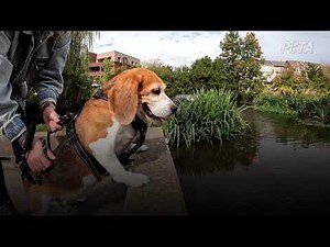 Un beagle sauvé d’un gros fournisseur de laboratoire profite désormais de la liberté