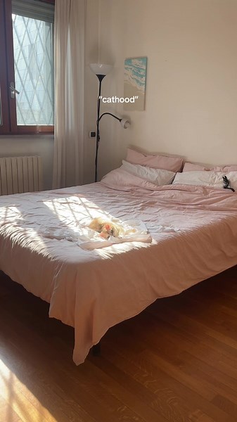 Napping Cats: The Charm of Our Feline Friends