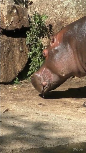Le grognement de L’Hippopotamus