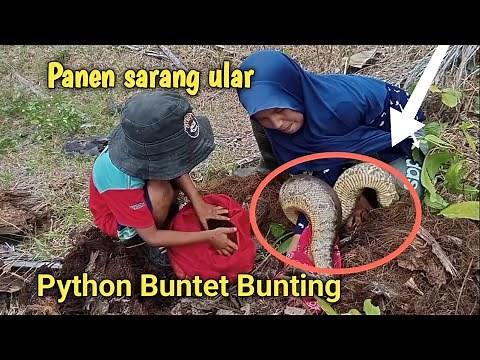 Panen sarang Ular Python Buntet part 1 ||Python Buntet hidup ber kelompok