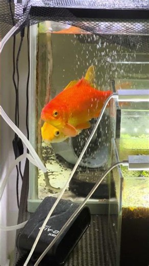 金魚夫婦 餌欲しくてずっと見てくる！ #fish #goldfish #aquarium #金魚