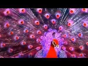 Beautiful peacocks opening feathers #peacock