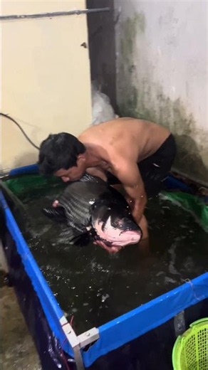 Cá hô 20kg sếp nào quan tâm lh 0353402412