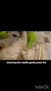 Blood Sampling in poultry