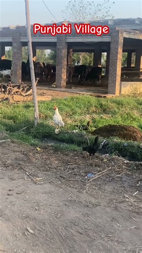 Village Life Punjab #punjabi #punjab #travel #youtubeshort #shorts #short #india #pakistan