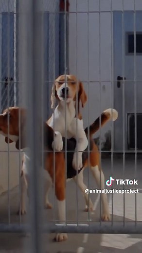 Protecting Animal Rights: Recent Legal Changes Explained