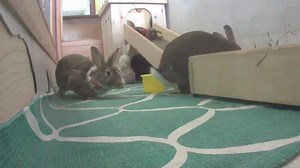 148K views · 269 shares | Hoppy Easter from the Animal Planet LIVE...