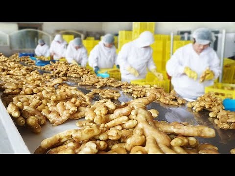 How To Harvest Ginger? -Modern Ginger Agriculture Ginger Farming Ginger Harvesting Ginger Processing