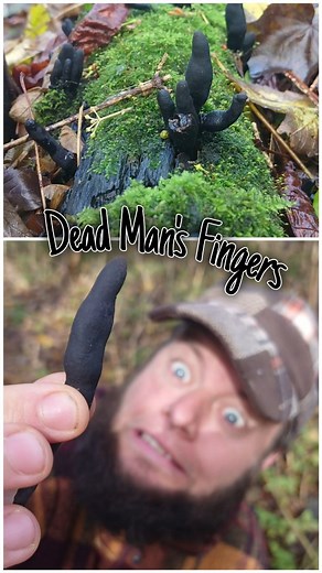 Dead Man's Fingers: The Creepy Fungi You NEED to Know About! 🍄 Uncover the mysterious world of Dead Man's Fingers fungi! Learn how to identify this eerie yet fascinating species, its role in nature, and its surprising uses in traditional medicine. Perfect for fungi enthusiasts, foragers, and lovers of all things wild and weird! Make sure to check out our full, more in-depth video on Dead Man's Fingers, including its unique properties and uses, on our YouTube channel! #Fungi #DeadMansFingers #Wi