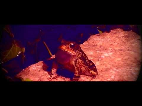 Microwave - Roaches (Official Video)