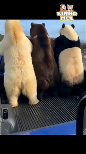 Three bears having fun together? - Animals Dubbed by Binho and Mel