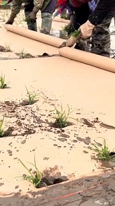 El mantillo de papel biodegradable controla eficazmente las maleza en los arrozales | Un poco de Todo