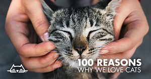 100 Reasons Why We Love Cats | Because Cats are the BEST