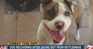 Dog bitten by rattlesnake saving 2-year-old boy