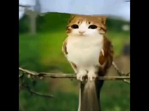 Играем в копию Steal a brainrot #Shorts