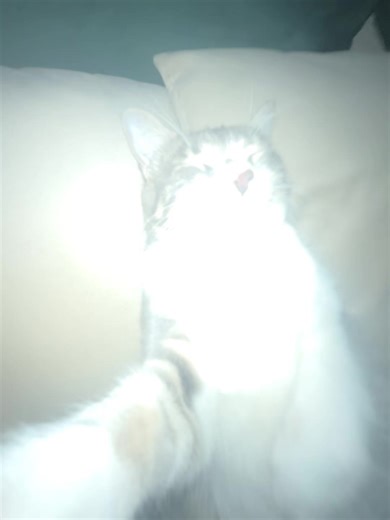 Vidéos de cat (@solanathecutecat) avec sonido original - halo