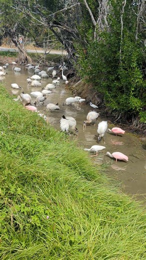 Wow!!!! Just passed this at the corner of Casa Ybel Rd and Algiers Ln. | Sanibel Holiday Vacation Rentals
