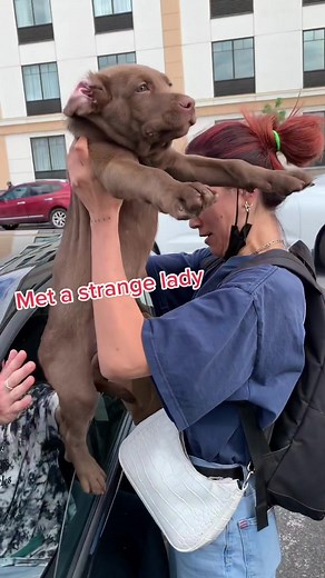 That strange lady became my mom🐶🫶🏾 #pitador #labpuppy #chocolatelab #labmixesoftiktok #labpuppies #labmixpuppy #cutestpuppy #fyp #montreal #514